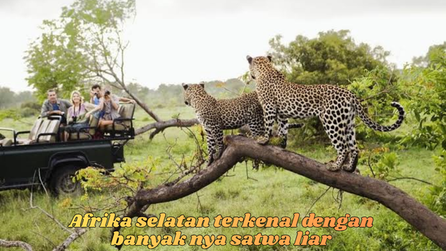 afrika selatan